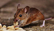 24 Hour & Emergency Exterminators in Hill City, ID